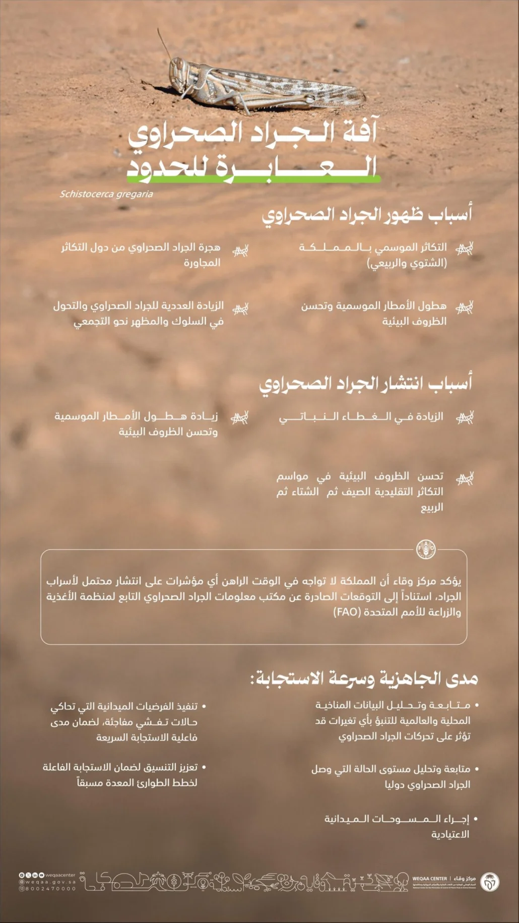 "وقاية": المملكة خالية من الجراد الصحراوي حاليًا