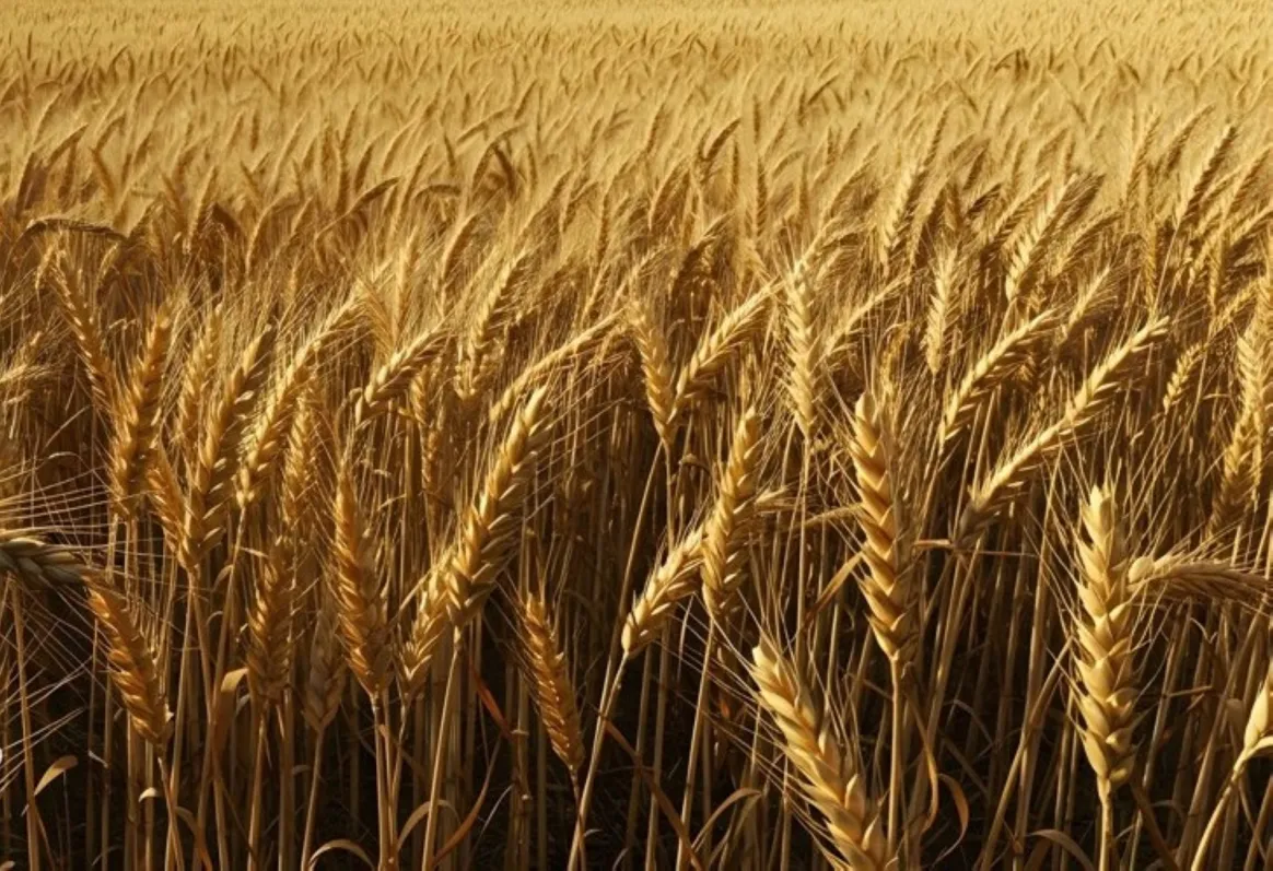 مزارع يعمل في حقل للمحاصيل البعلية التي تعتمد على مياه الأمطار