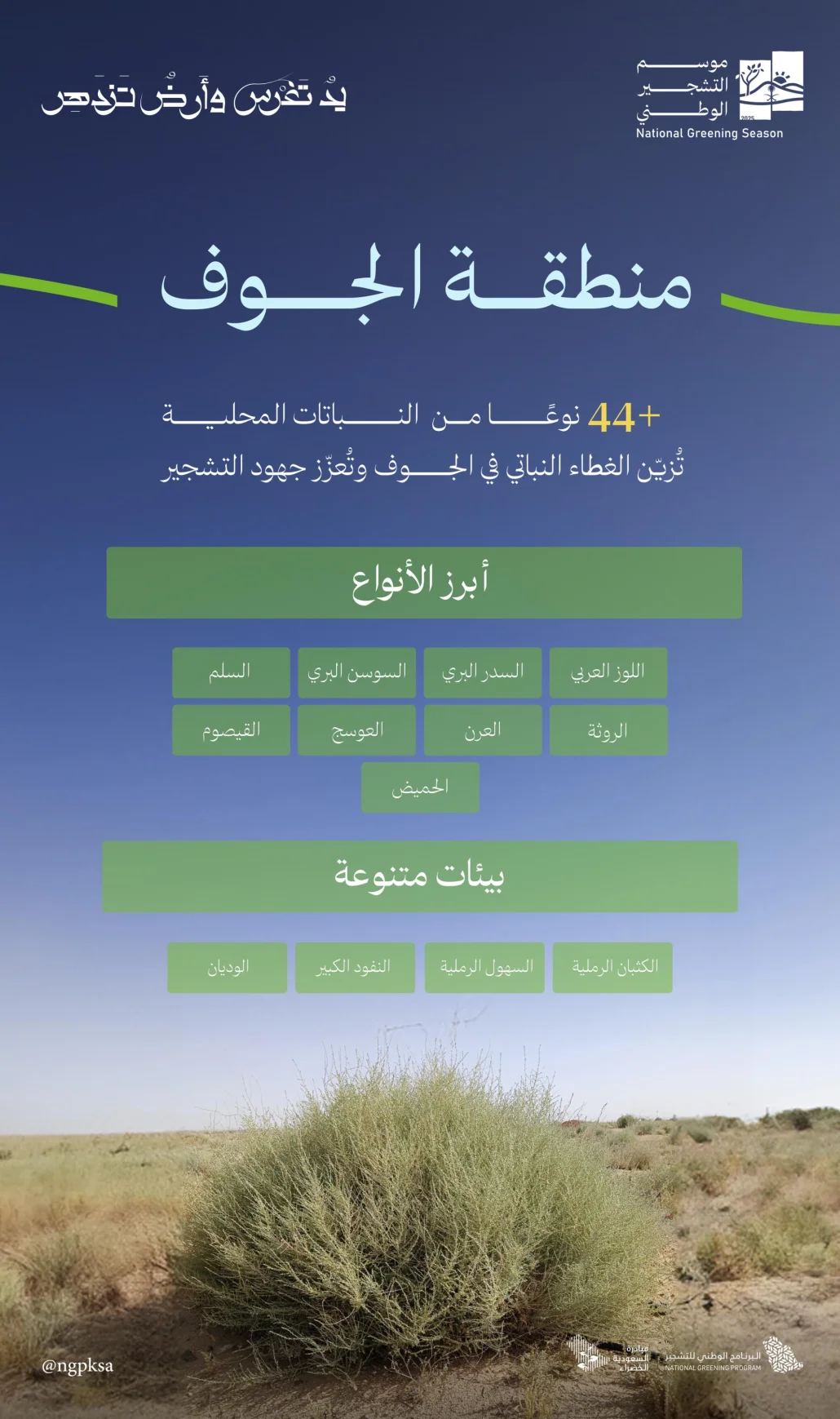 النباتات المحلية في منطقة الجوف، تنتمي إلى العديد من الفصائل المتنوعة المعروفة