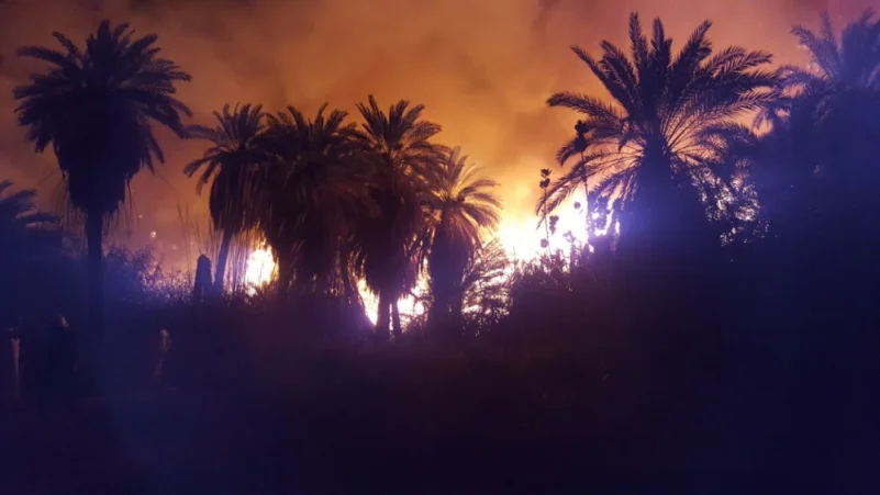 مدني ضباء يكافح حريقًا شبّ في أشجار ونخيل بالديسة