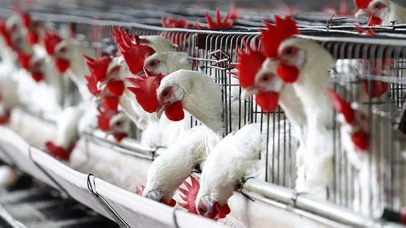 صحيفة برازيلية: المملكة توقف استيراد الدجاج البرازيلي لهذه الأسباب !