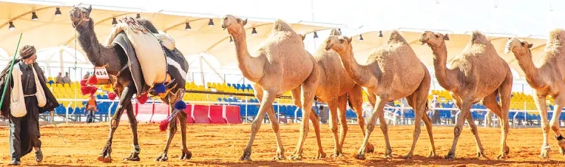 حملة تطعيم وقائية في مهرجان الملك عبدالعزيز للإبل