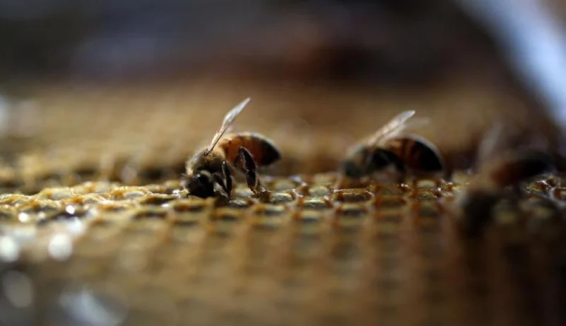 دراسة تثبت قدرة النحل على إجراء العمليات الحسابية