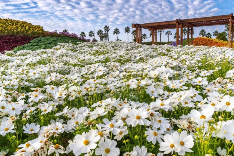 مهرجان الزهور والحدائق بينبع 28 الجاري