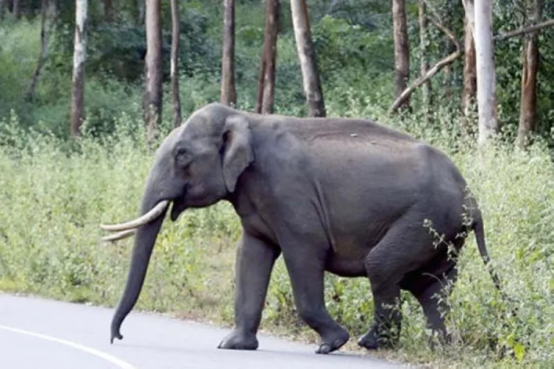 فيل يسحب رجلاً لمسافة 25 متراً ثم يقضي عليه