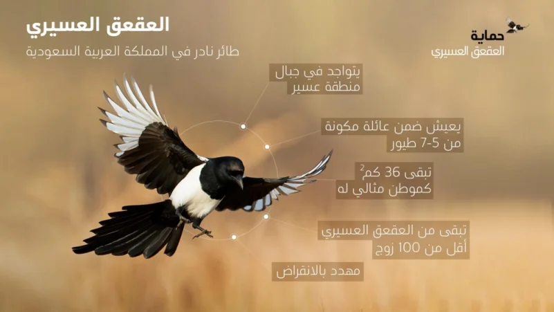 أرامكو تدعم حماية طائر "العقعق العسيري" من الانقراض