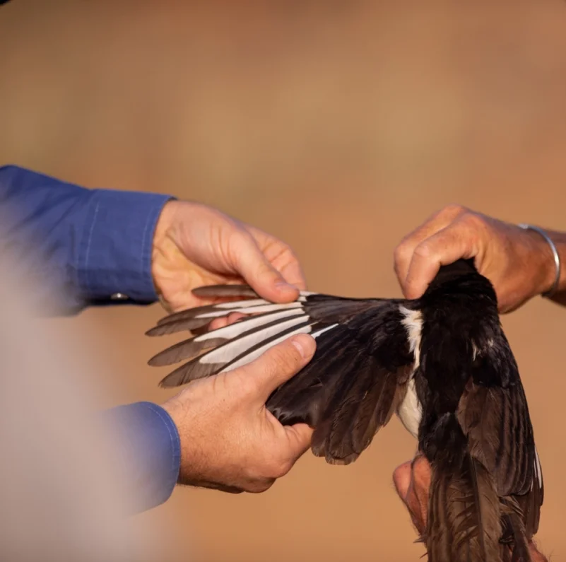 «أرامكو» تدعم مشروعا بحثيًّا لحماية  «العقعق العسيري» من الانقراض
