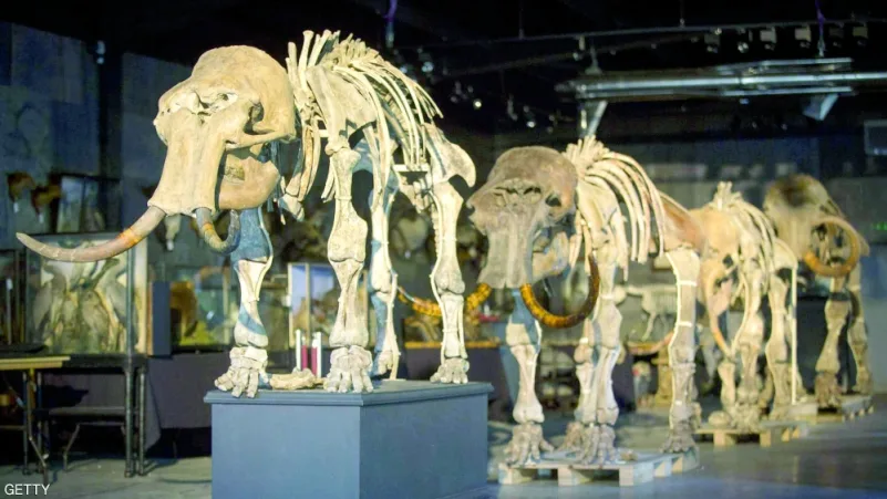 العثور على عظام حيوان عاش قبل 150 قرنًا