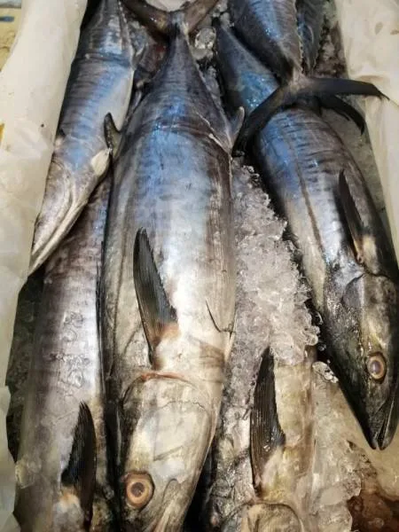 بلدية الشوقية بمكة تواصل حملاتها الميدانية على سوق السمك المركزي