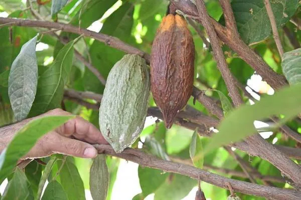 زراعة الكاكاو .. تجارب ناجحة لمنتج زراعي في جازان