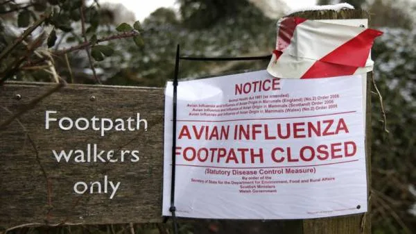 بريطانيا : بؤرة جديدة لإنفلونزا الطيور