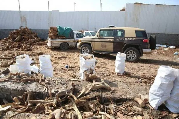 "الأمن البيئي" يضبط 93 طن حطب للبيع في الرياض