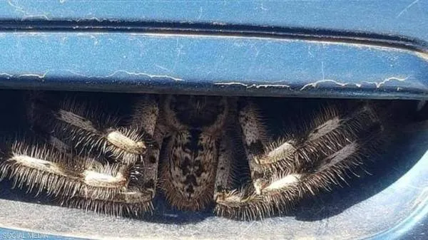 احذر العنكبوت.. عند فتح السياره