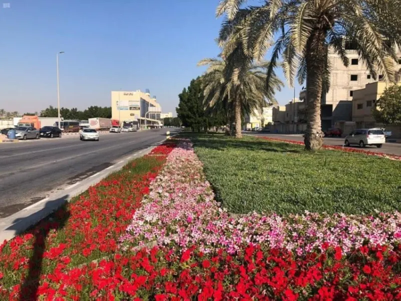 بلدية القطيف تزرع 800 ألف زهرة في الطرق والميادين خلال موسم الشتاء
