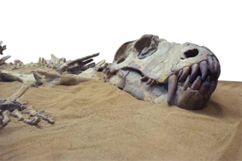العثور على ديناصور بطول 37 متراً