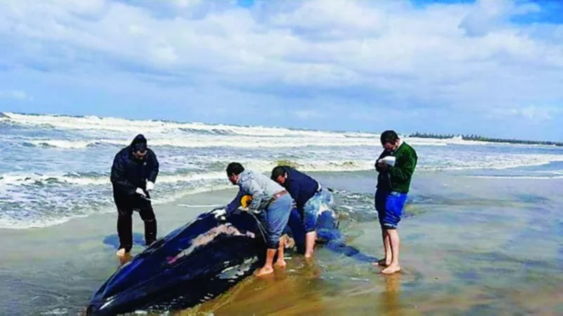الحوت «الزعنفي» يجنح إلى شواطئ «المتوسط»