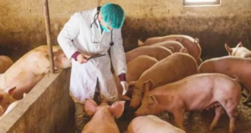 الصين تؤكد تفشي حمى الخنازير في إقليمين