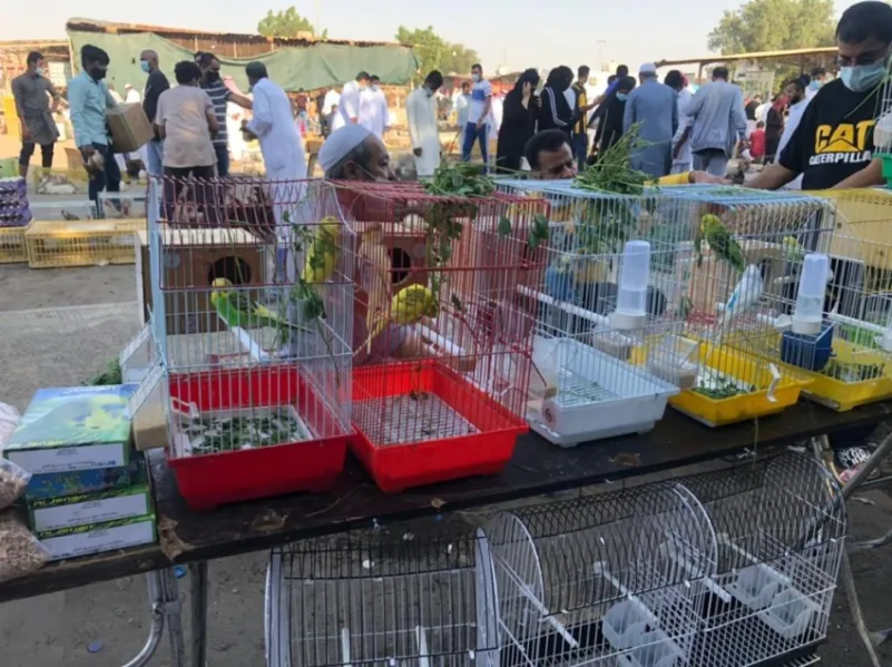 "كرنفال" أسبوعي بحراج سوق الطيور بالخمرة جنوب جدة