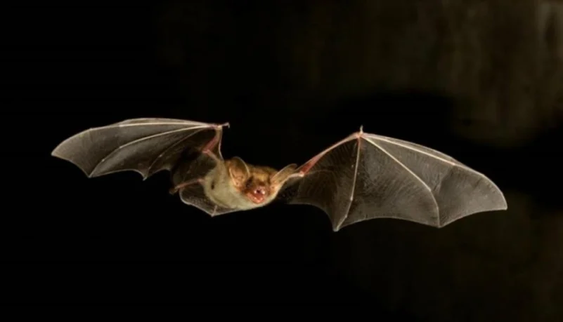 استراليا: الخفافيش تهدد العالم بـ "فيروس جديد"