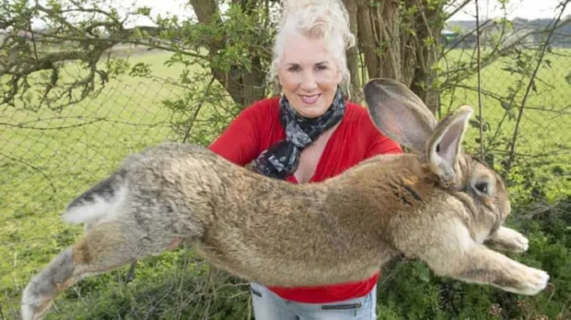 بريطانيا : سرقة "أكبر أرنب في العالم"