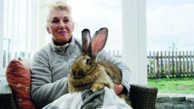 1000 جنيه إسترليني لمن يعيد أضخم أرنب في العالم