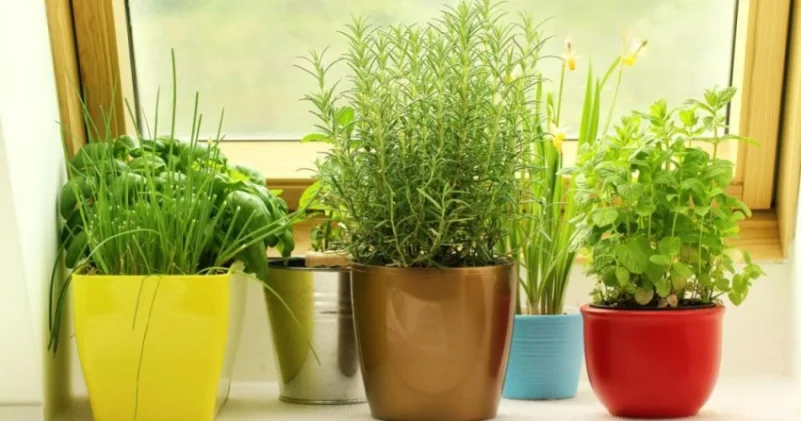 5 نباتات تخلصك من ناموس الصيف