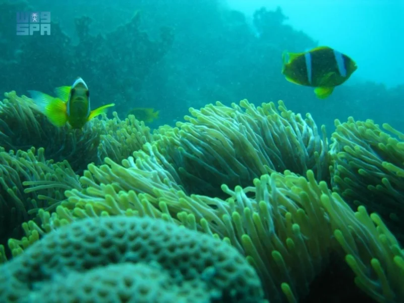 محطة توليد جنوب جدة تفوز بجائزة مكة للتميز لاستزراع الشُّعب المرجانية