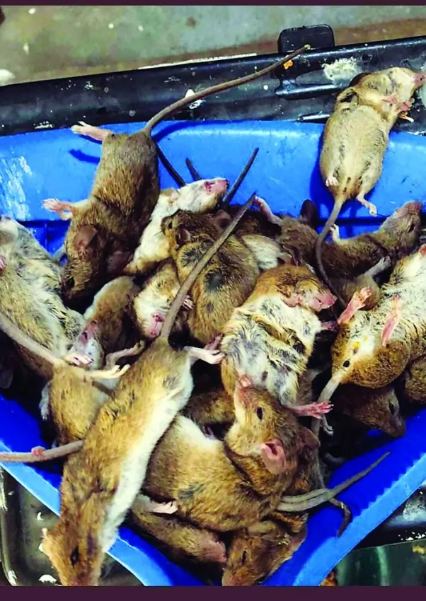ملايين الفئران تجتاح مزارع أستراليا