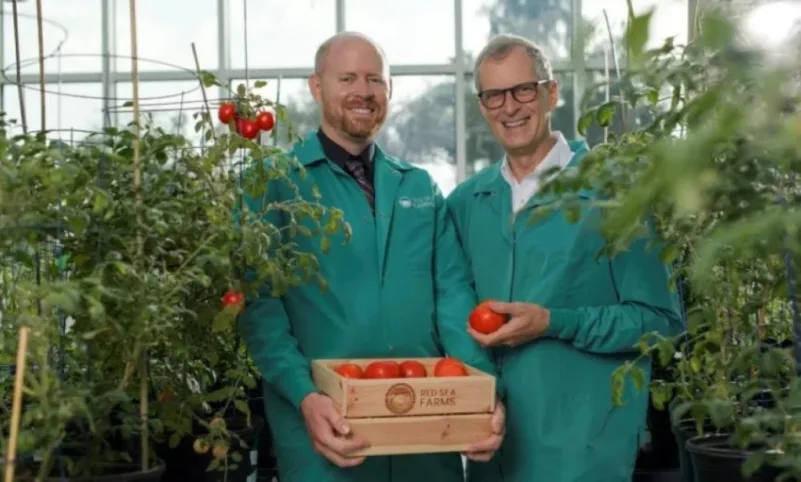 ليفرز لـ"المدينة": 15 طن طماطم تنتجها "كاوست" أسبوعيا باستخدام المياه المالحة