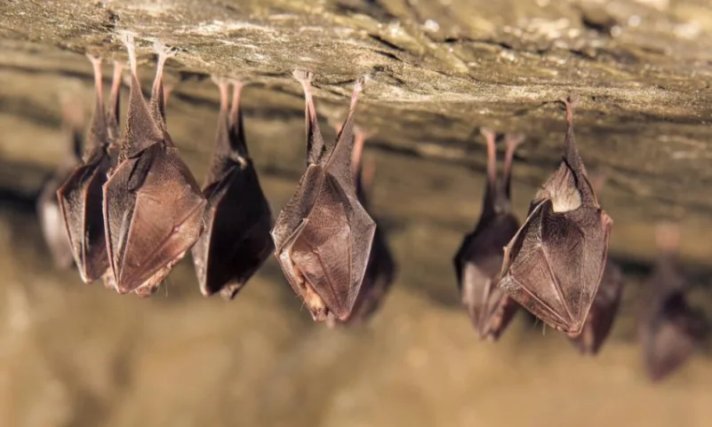 خفافيش سويسرا تؤوي 39 عائلة فيروسية