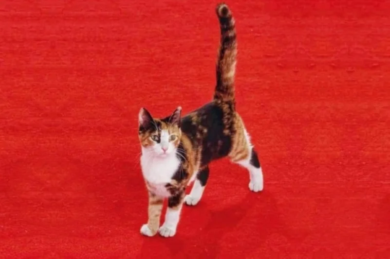 تسميم قطة «دار الأوبرا» يشعل تويتر