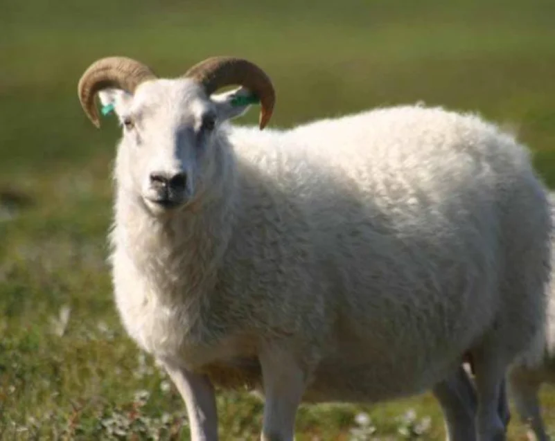 نصائح لشراء «خروف العيد» في زمن كورونا