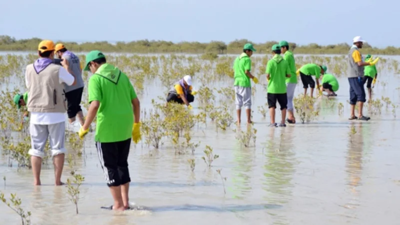 حملة لاستزراع المانجروف بشواطئ ينبع الصناعية
