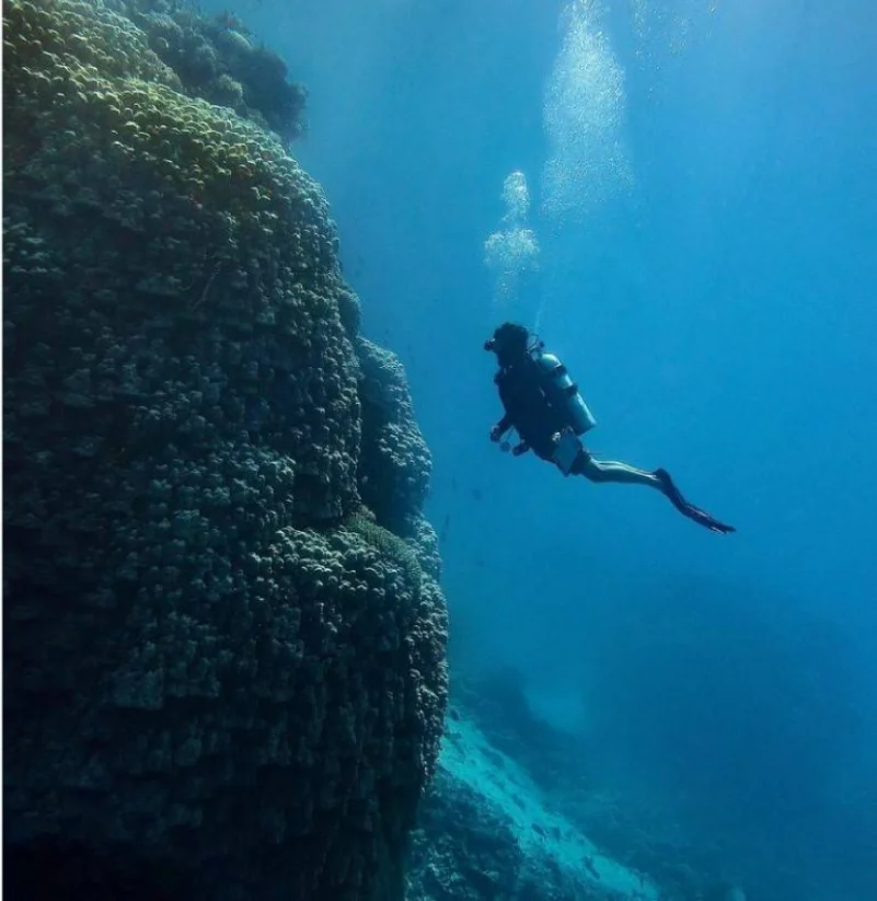 ارتفاعها 10 أمتار..اكتشاف مستعمرة مرجانية ضخمة في البحر الأحمر