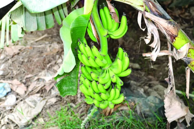 الكعبي.. تقود المملكة للمنافسة العالمية في زراعة الموز
