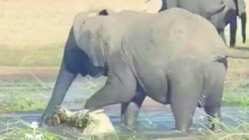 فيلة غاضبة تسحق تمساحا تهجم على ابنها