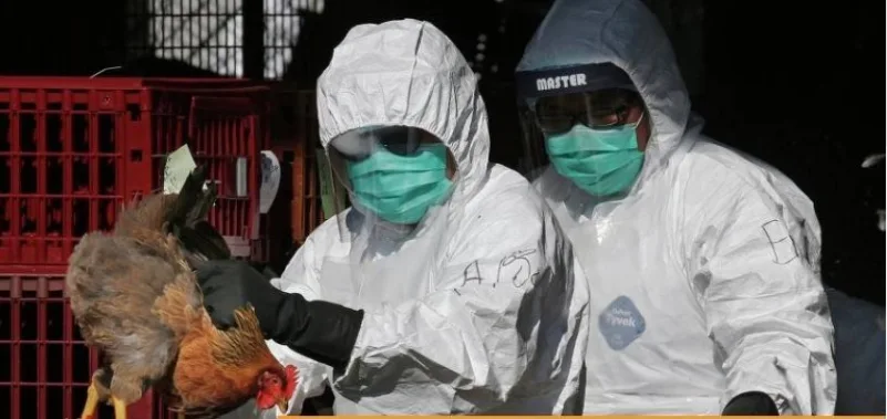 اليابان: ظهور أول حالة إنفلونزا طيور هذا الموسم