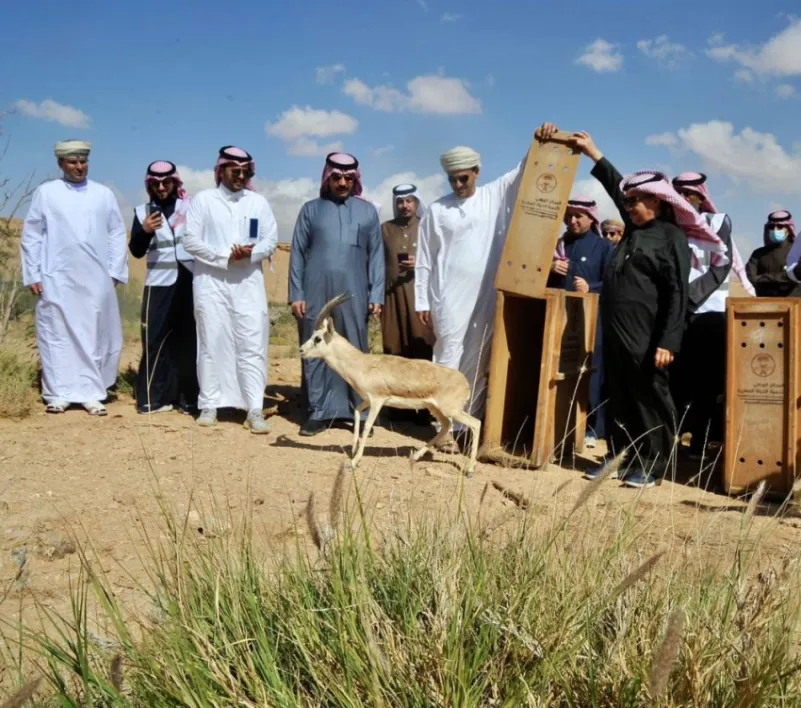 "الحياة الفطرية" تطلق 10 ظباء ريم في متنزه الغاط الوطني