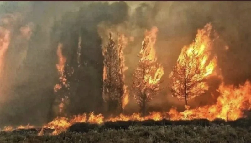جهود مضنية لإخماد حريق أكبر غابة صنوبر في لبنان