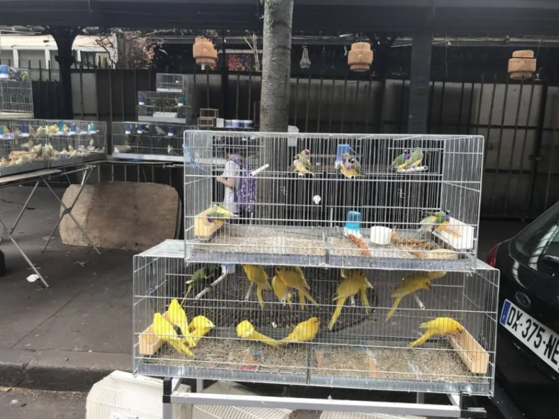 إغلاق سوق الطيور في باريس بصورة نهائية أواخر ديسمبر