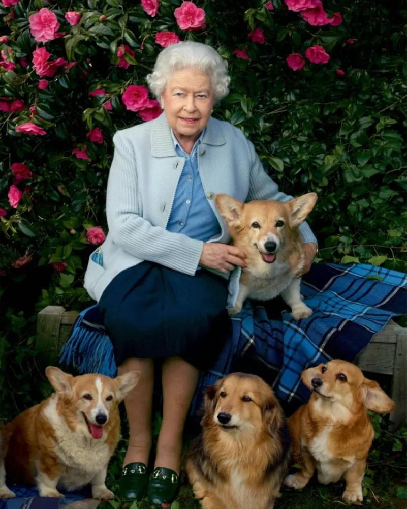 وفاة الملكة إليزابيث ترفع أسعار كلاب كورغي إلى مستويات قياسية