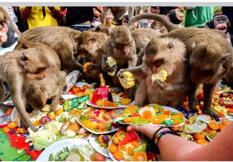 في مهرجان القرود.. وليمة فخمة على شرف قردة