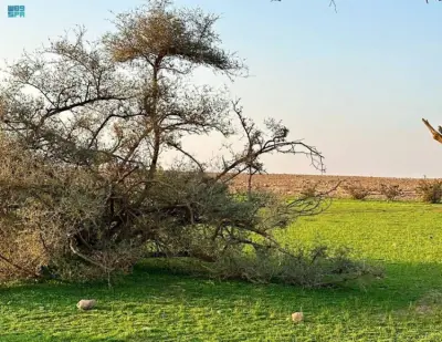 نقره لعرض الصورة في صفحة مستقلة