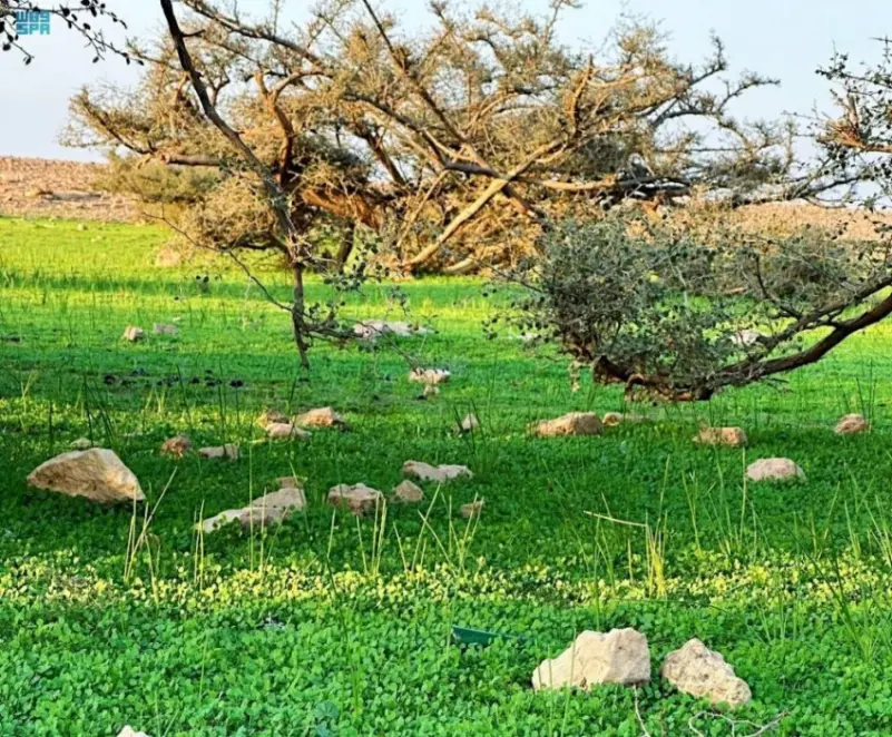 نقره لعرض الصورة في صفحة مستقلة
