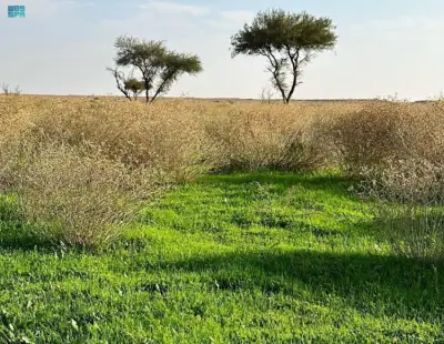 نقره لعرض الصورة في صفحة مستقلة