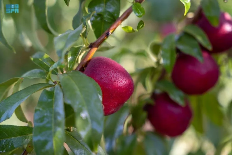 الفاكهة تنافس الزيتون والتمورعلى صدارة المنتجات الزراعية بالجوف