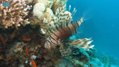 نقره لعرض الصورة في صفحة مستقلة