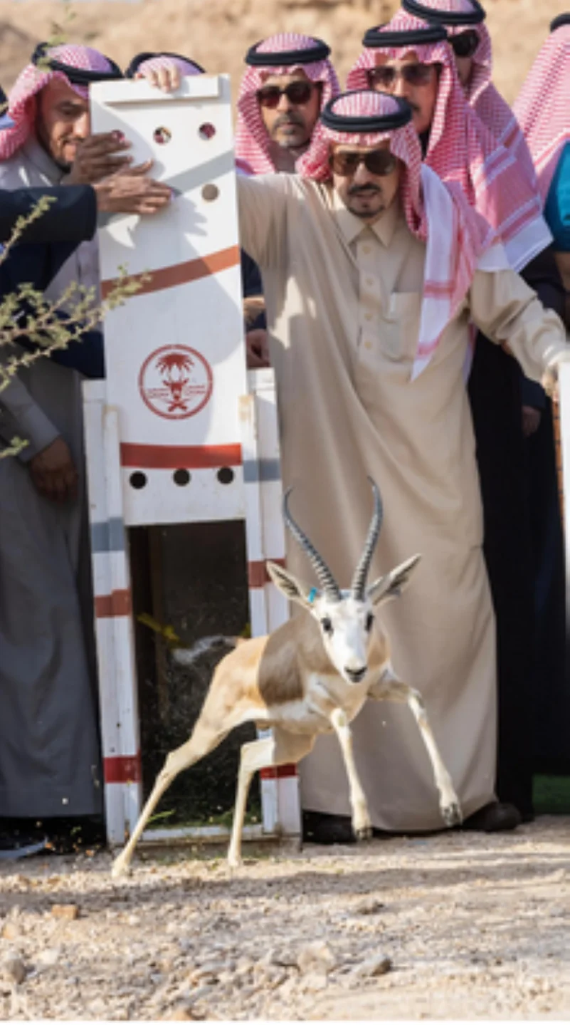 أمير الرياض يزور منتزه حريملاء الوطني ويطلق عددًا من الغزلان