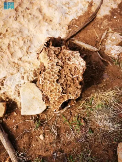 نقره لعرض الصورة في صفحة مستقلة