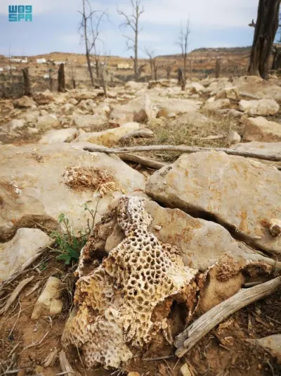 نقره لعرض الصورة في صفحة مستقلة